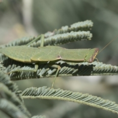 Orthodera ministralis (Green Mantid) at Belconnen, ACT - 1 Mar 2021 by AlisonMilton