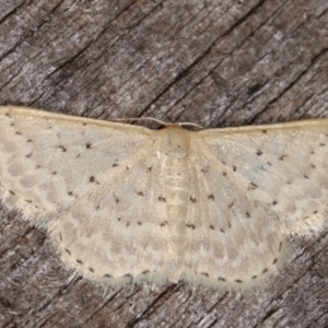 Idaea philocosma at Melba, ACT - 7 Mar 2021