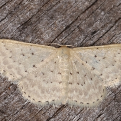 Idaea philocosma (Flecked Wave) at Melba, ACT - 7 Mar 2021 by kasiaaus