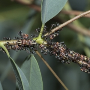 Eurymeloides pulchra at Scullin, ACT - 1 Mar 2021