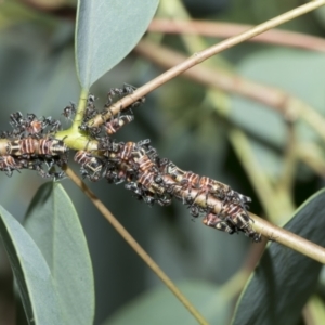 Eurymeloides pulchra at Scullin, ACT - 1 Mar 2021