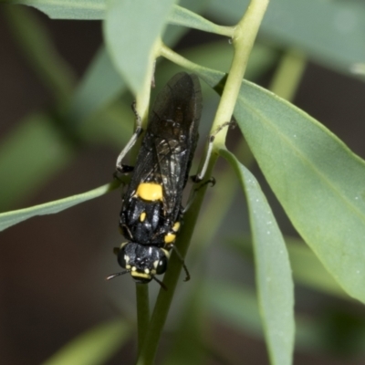 Pergagrapta bicolor (A sawfly) at Hawker, ACT - 1 Mar 2021 by AlisonMilton