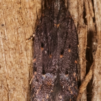 Ardozyga undescribed species near deltodes at Melba, ACT - 7 Mar 2021 by kasiaaus