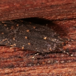 Ardozyga undescribed species near deltodes at Melba, ACT - 7 Mar 2021
