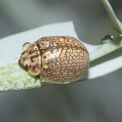 Paropsisterna decolorata (A Eucalyptus leaf beetle) at Scullin, ACT - 1 Mar 2021 by AlisonMilton