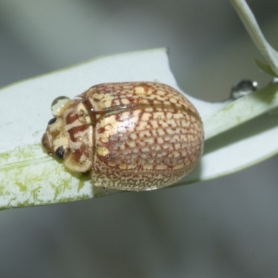 Paropsisterna decolorata (A Eucalyptus leaf beetle) at Scullin, ACT - 28 Feb 2021 by AlisonMilton