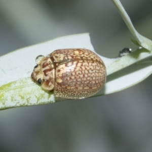 Paropsisterna decolorata at Scullin, ACT - 1 Mar 2021 08:05 AM