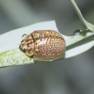 Paropsisterna decolorata at Scullin, ACT - 1 Mar 2021