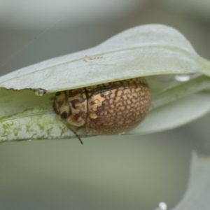 Paropsisterna decolorata at Scullin, ACT - 1 Mar 2021