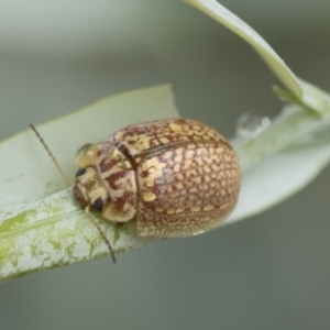 Paropsisterna decolorata at Scullin, ACT - 1 Mar 2021