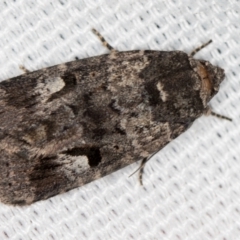 Thoracolopha flexirena (Zoned Noctuid) at Melba, ACT - 7 Mar 2021 by Bron