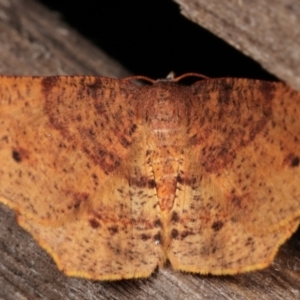 Rhinodia rostraria at Melba, ACT - 7 Mar 2021 12:19 AM