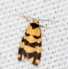 Thallarcha partita (Dark-banded Footman) at Melba, ACT - 7 Mar 2021 by Bron