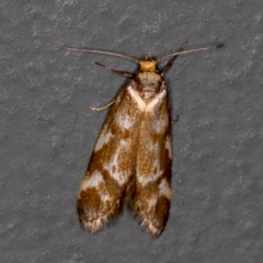 Palimmeces habrophanes (A Concealer moth) at Melba, ACT - 7 Mar 2021 by Bron