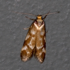 Palimmeces habrophanes (A Concealer moth) at Melba, ACT - 8 Mar 2021 by Bron