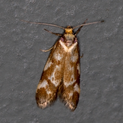 Palimmeces habrophanes (A Concealer moth) at Melba, ACT - 8 Mar 2021 by Bron