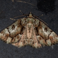 Aeolochroma metarhodata (Tea-tree Emerald (Geometrinae)) at Melba, ACT - 8 Mar 2021 by Bron