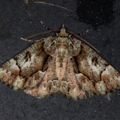 Aeolochroma metarhodata (Tea-tree Emerald (Geometrinae)) at Melba, ACT - 8 Mar 2021 by Bron