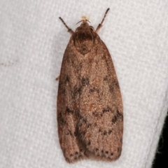 Heliocausta undescribed species (A Concealer moth (Wingia group)) at Melba, ACT - 7 Mar 2021 by kasiaaus
