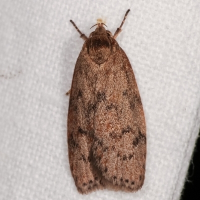 Heliocausta undescribed species (A Concealer moth (Wingia group)) at Melba, ACT - 7 Mar 2021 by kasiaaus