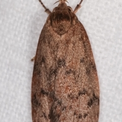 Heliocausta undescribed species at Melba, ACT - 7 Mar 2021