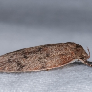 Heliocausta undescribed species at Melba, ACT - 7 Mar 2021