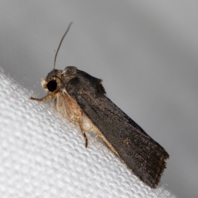 Proteuxoa unidentified species (MoV sp.21) at Melba, ACT - 7 Mar 2021 by Bron