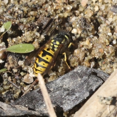 Vespula germanica (European wasp) at Lake Ginninderra - 1 Mar 2021 by AlisonMilton