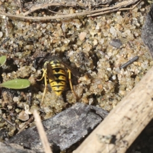 Vespula germanica at Belconnen, ACT - 1 Mar 2021 11:23 AM