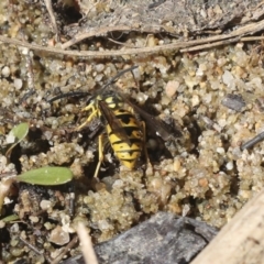 Vespula germanica at Belconnen, ACT - 1 Mar 2021 11:23 AM