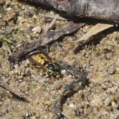 Vespula germanica at Belconnen, ACT - 1 Mar 2021 11:23 AM