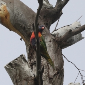 Trichoglossus moluccanus at Scullin, ACT - 1 Mar 2021 09:25 AM