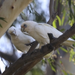 Cacatua sanguinea (Little Corella) at Belconnen, ACT - 1 Mar 2021 by AlisonMilton