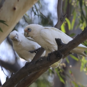 Cacatua sanguinea at Belconnen, ACT - 1 Mar 2021 11:11 AM