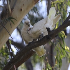 Cacatua sanguinea at Belconnen, ACT - 1 Mar 2021 11:11 AM