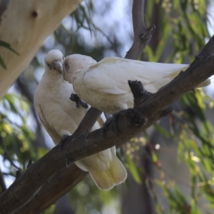 Cacatua sanguinea at Belconnen, ACT - 1 Mar 2021 11:11 AM