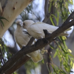 Cacatua sanguinea at Belconnen, ACT - 1 Mar 2021 11:11 AM