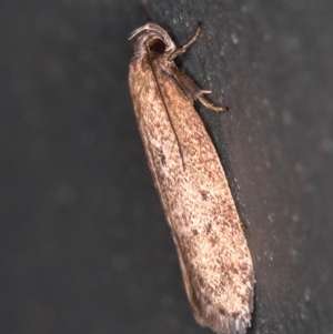 Oecophoridae provisional group 5 at Melba, ACT - 8 Mar 2021 12:53 PM