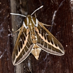 Hyles livornicoides (Australian Striped hawk Moth) at Melba, ACT - 8 Mar 2021 by Bron
