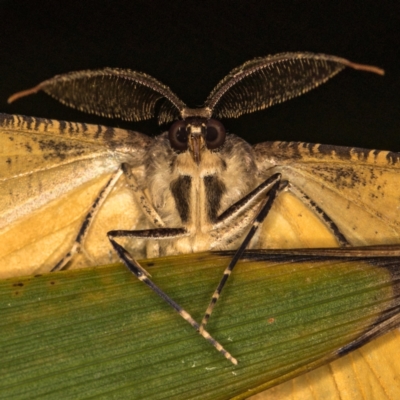 Scioglyptis lyciaria (White-patch Bark Moth) at Melba, ACT - 8 Mar 2021 by Bron