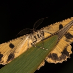 Scioglyptis lyciaria at Melba, ACT - 8 Mar 2021 01:14 PM