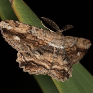 Scioglyptis lyciaria at Melba, ACT - 8 Mar 2021 01:14 PM