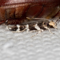 Limnaecia camptosema (Cosmopterigid) at Melba, ACT - 8 Mar 2021 by Bron