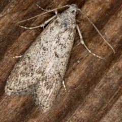 Heteromicta pachytera (Galleriinae subfamily moth) at Melba, ACT - 7 Mar 2021 by Bron
