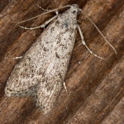 Heteromicta pachytera (Galleriinae subfamily moth) at Melba, ACT - 7 Mar 2021 by Bron