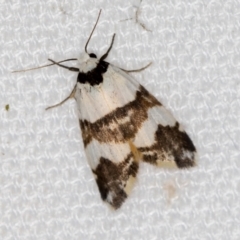 Thallarcha albicollis (Crossed Footman) at Melba, ACT - 8 Mar 2021 by Bron