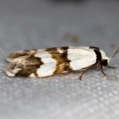 Thallarcha albicollis at Melba, ACT - 8 Mar 2021 01:21 PM