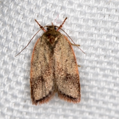 Garrha phoenopis (Garrha phoenopis) at Melba, ACT - 8 Mar 2021 by Bron