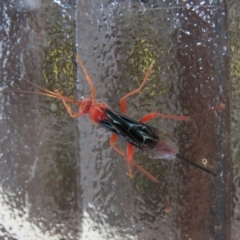 Lissopimpla excelsa (Orchid dupe wasp, Dusky-winged Ichneumonid) at Waramanga, ACT - 6 Mar 2021 by AndyRoo