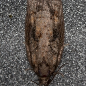 Tortricinae (subfamily) at Melba, ACT - 20 Feb 2021